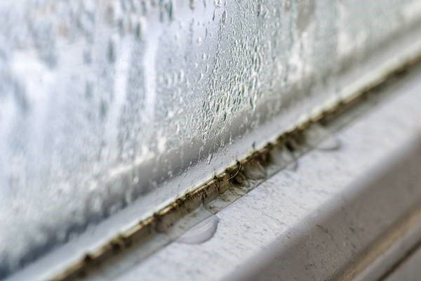 © Adobe Häufig findet man Schimmel am Fenster...